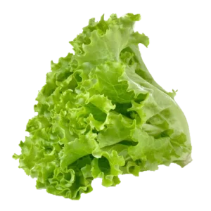 lettuce-pata